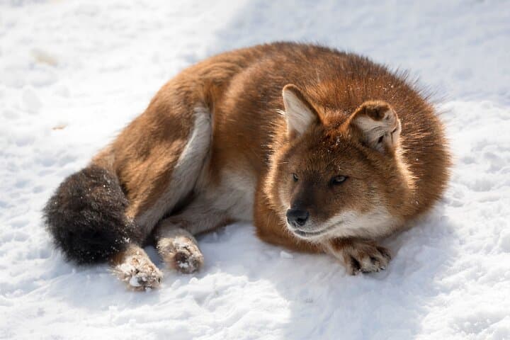 Half-Day Ranua Wildlife Park Excursion from Rovaniemi — Arctic Animals & Lunch photo 3