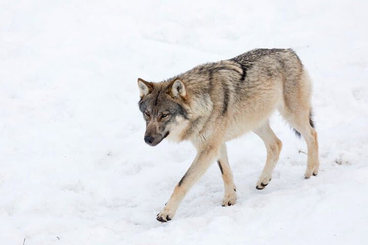 Half-Day Ranua Wildlife Park Excursion from Rovaniemi — Arctic Animals & Lunch photo 6
