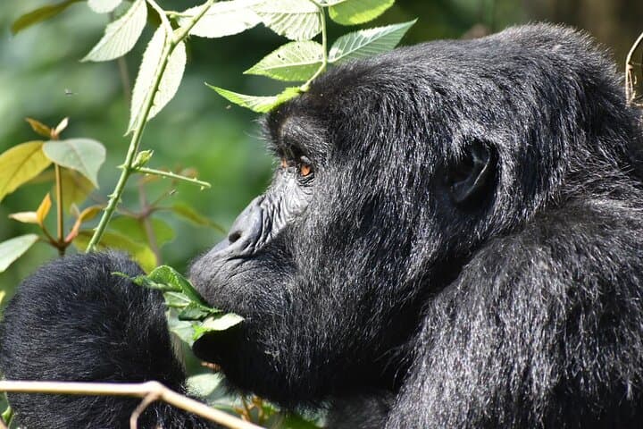5-Day Uganda Gorilla & Chimpanzee Trek: Bwindi, Kalinzu & Kazinga Channel photo 2