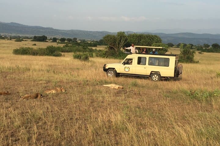 5-Day Uganda Gorilla & Chimpanzee Trek: Bwindi, Kalinzu & Kazinga Channel