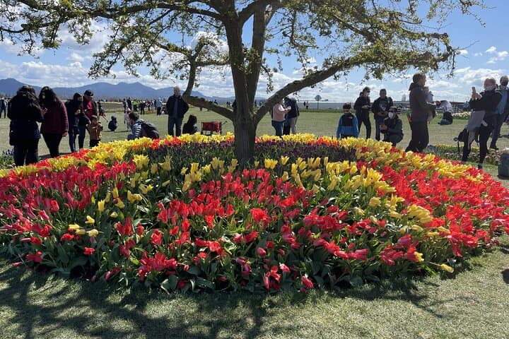 Skagit Valley Tulip Festival Day Tour from Seattle — RoozenGaarde & La Conner photo 6