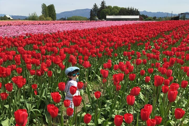 Skagit Valley Tulip Festival Day Tour from Seattle — RoozenGaarde & La Conner