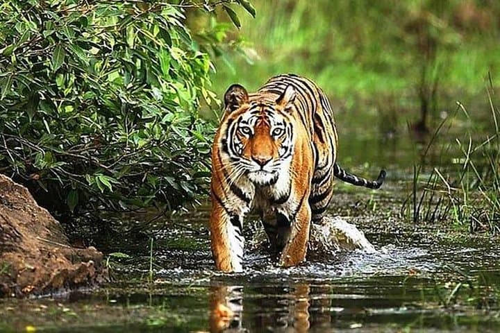 5-Day Golden Triangle & Ranthambore: Private Delhi–Agra–Jaipur Safari photo 2