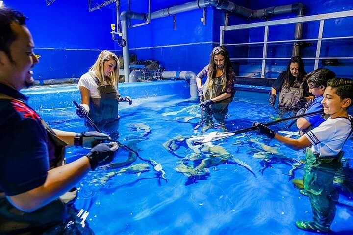 Inside Dubai Aquarium & Underwater Zoo: Giant Tank, Marine Life & Visitor Tips photo 3