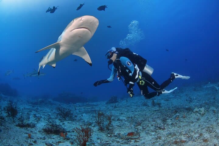Private 5-Day Morotai Scuba Diving Trip — Wrecks, Sharks & Island Hopping