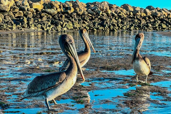 Santa Barbara Harbor Wildlife Kayak Tour: 2‑Hour Guided Paddle photo 4