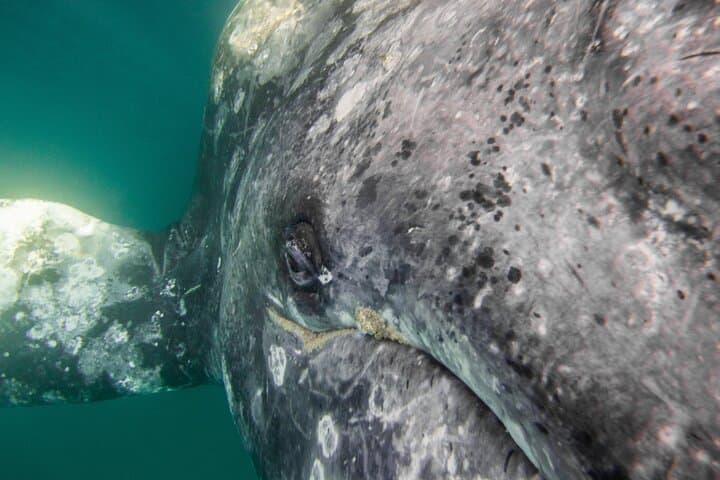 Small-Group Gray Whale Watching with Marine Biologist from La Paz photo 6