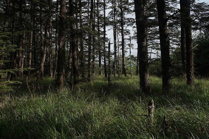 Haida Gwaii Cultural Immersion & Holistic Wellbeing Retreat in Old Massett photo 4