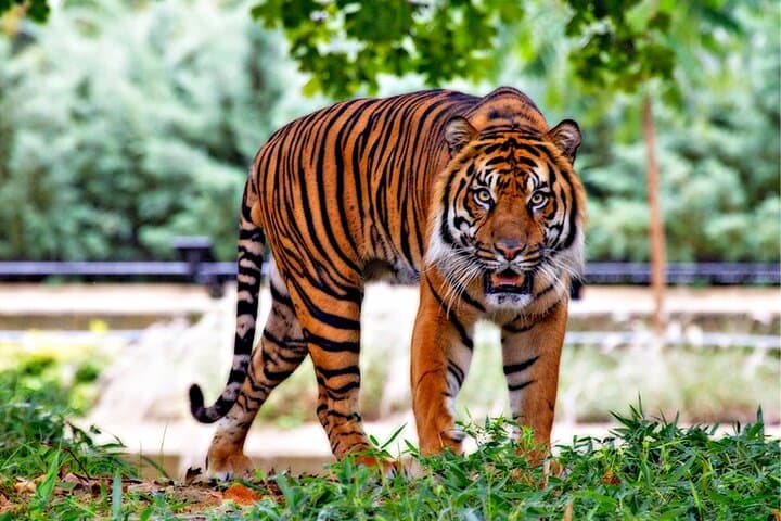 8-Day Golden Triangle & Ranthambore: Delhi, Agra, Ranthambore, Udaipur & Jaipur Private Tour photo 3