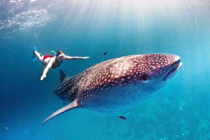 Swim with Whale Sharks from Cancun: Day Expedition to Isla Contoy photo 2