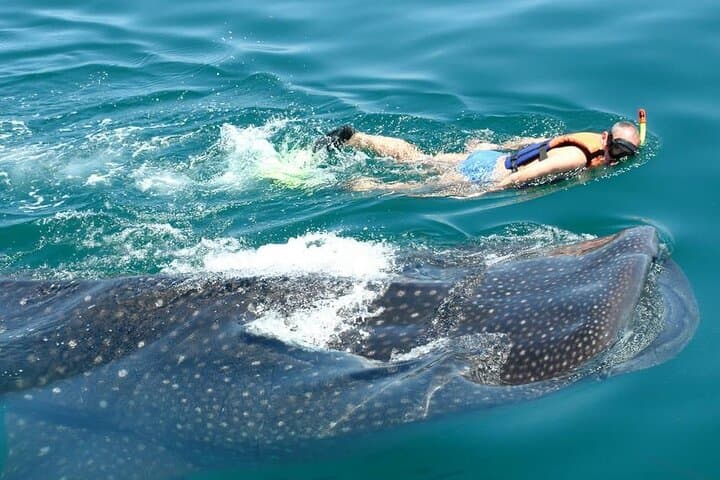 Swim with Whale Sharks in the Riviera Maya: Guided Day Trip from Playa del Carmen
