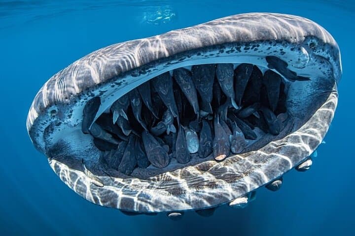 Swim with Whale Sharks off Isla Contoy: Day Trip from Cancún & Riviera Maya photo 6