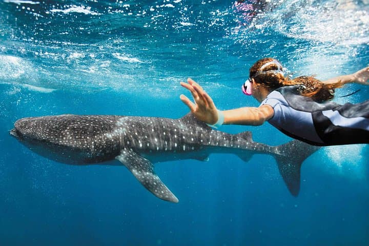 Swim with Whale Sharks from Playa del Carmen — Caribbean Day Trip to Isla Contoy photo 2