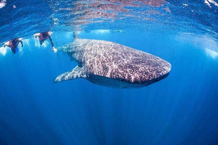 Snorkel with Whale Sharks off Riviera Maya — Day Trip from Cancún photo 3