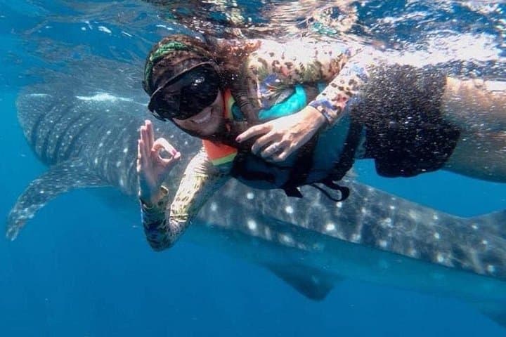 Swim with Whale Sharks from Playa del Carmen — Caribbean Day Trip to Isla Contoy photo 3