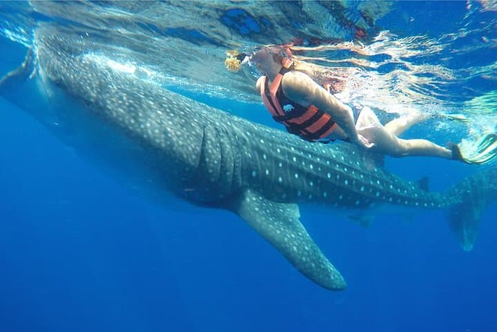 Swim with Whale Sharks off Isla Contoy: Day Trip from Cancún & Riviera Maya photo 4