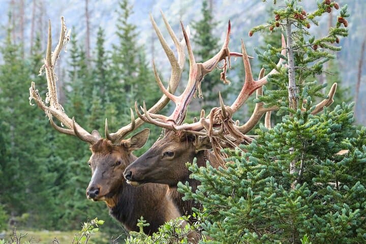Over the Top: Full-Day Trail Ridge Road Tour in Rocky Mountain National Park photo 3