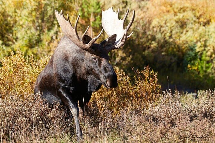 Over the Top: Full-Day Trail Ridge Road Tour in Rocky Mountain National Park photo 5