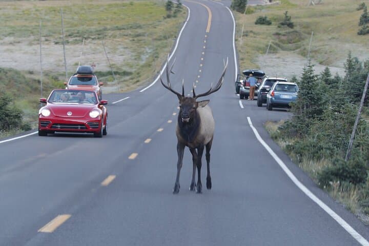 Over the Top: Full-Day Trail Ridge Road Tour in Rocky Mountain National Park photo 6