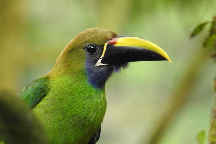 La Fortuna Birdwatching: Guided Birding Tour Near Arenal Volcano photo 1