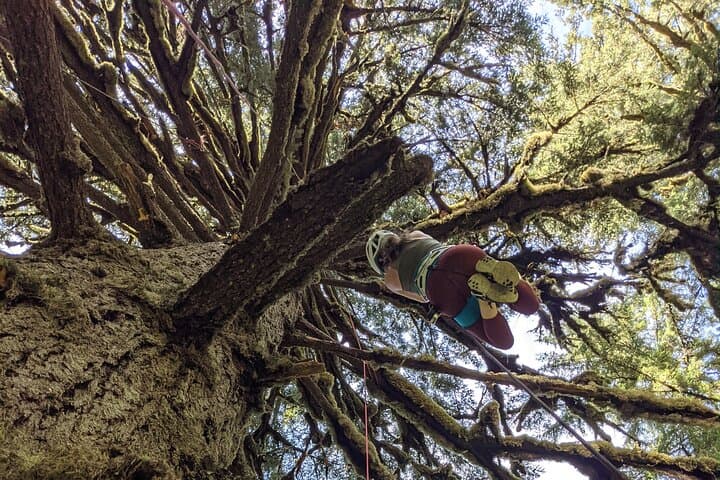 Canopy Climb: Old-Growth Tree Climbing at Silver Falls State Park photo 5