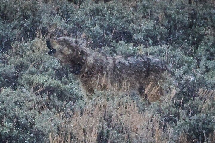 Yellowstone Guided Wildlife Hike with Lunch — 6–7 Mile Backcountry Trek photo 3