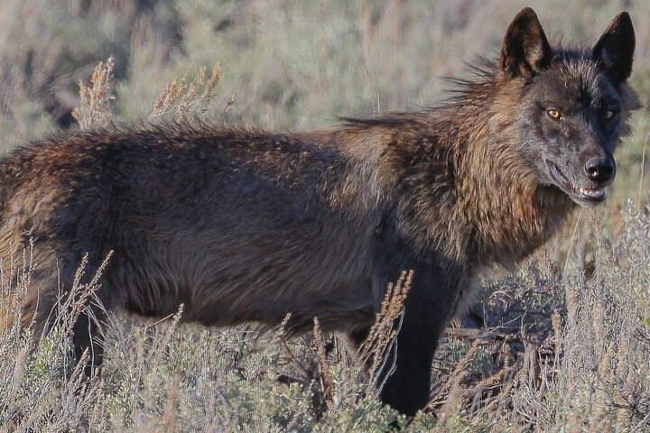 Yellowstone Guided Wildlife Hike with Lunch — 6–7 Mile Backcountry Trek photo 4