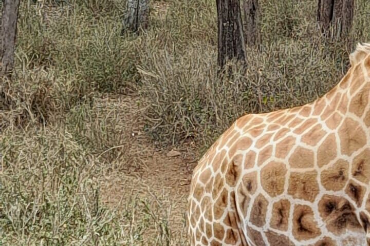 Explore Nairobi National Park, Elephant Orphanage & Giraffe Centre in a Day Tour photo 3