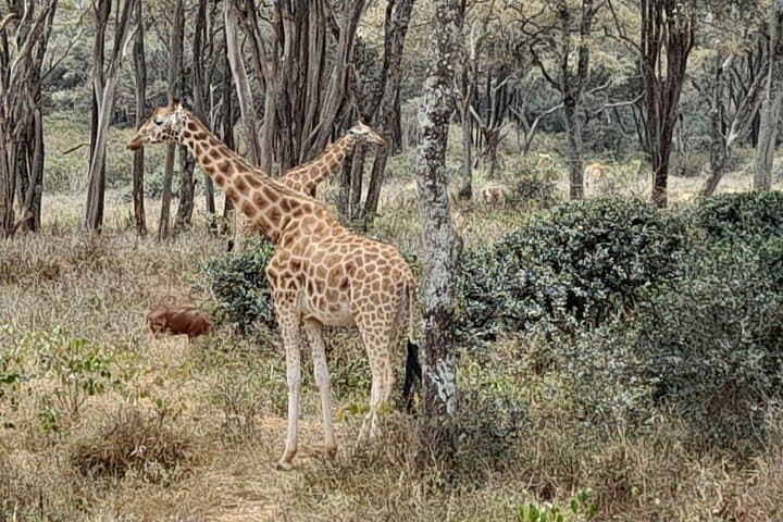 Explore Nairobi National Park, Elephant Orphanage & Giraffe Centre in a Day Tour photo 4