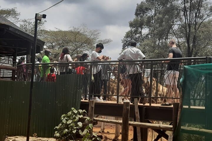 Explore Nairobi National Park, Elephant Orphanage & Giraffe Centre in a Day Tour photo 5
