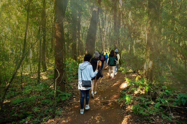 Doi Inthanon Pha Dok Siew Trek: Waterfalls, Hill Tribes & Summit Trails