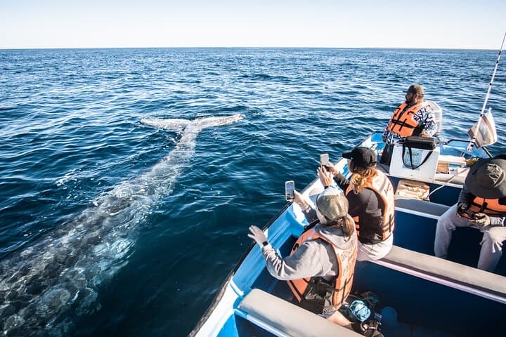 Small-Group Gray Whale Watching with Marine Biologist from La Paz photo 3