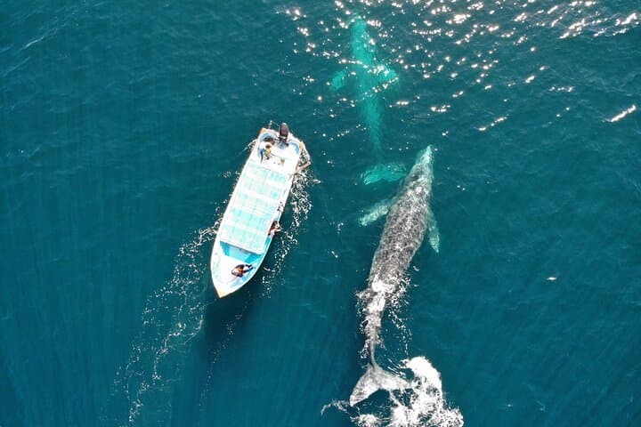 Small-Group Gray Whale Watching with Marine Biologist from La Paz photo 2