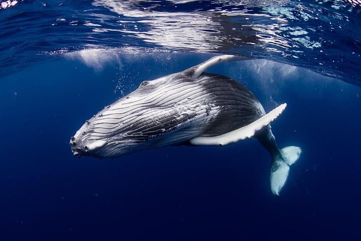 Private Moorea Whale-Swim & Snorkel: Half-Day Boat Tour with Marine Biologist photo 1