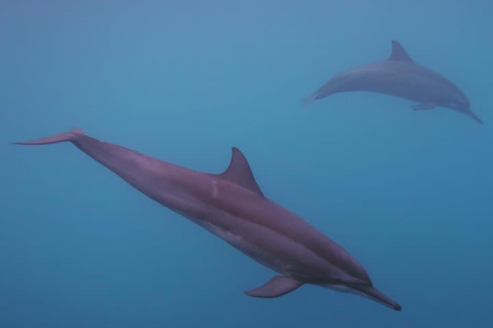 Private Moorea Whale-Swim & Snorkel: Half-Day Boat Tour with Marine Biologist photo 3