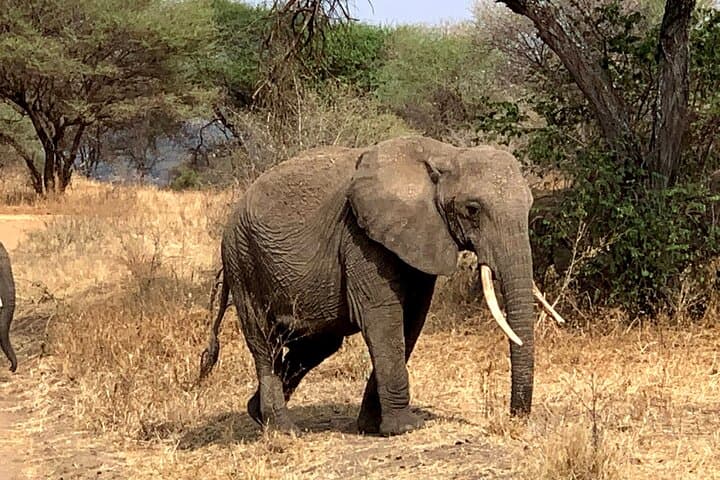 3-Day Adventure Camping Safari Through Tarangire, Ngorongoro Crater & Lake Manyara photo 4