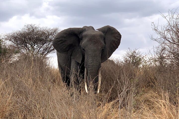 3-Day Adventure Camping Safari Through Tarangire, Ngorongoro Crater & Lake Manyara photo 3