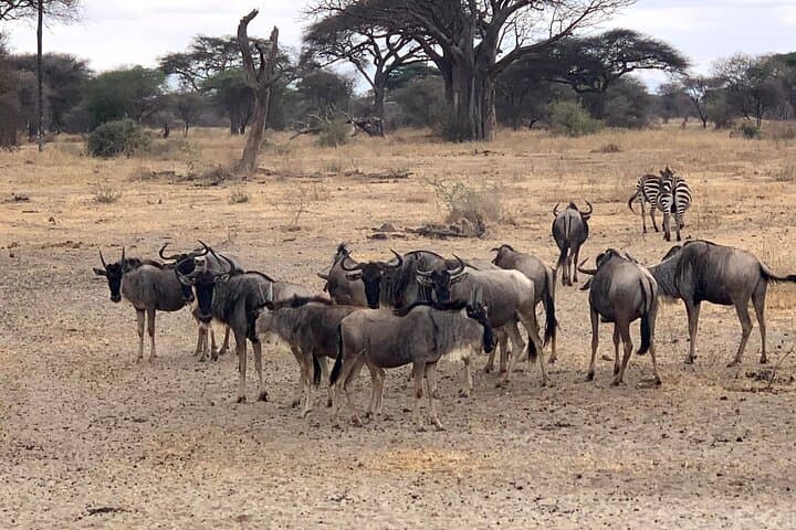 3-Day Adventure Camping Safari Through Tarangire, Ngorongoro Crater & Lake Manyara photo 6