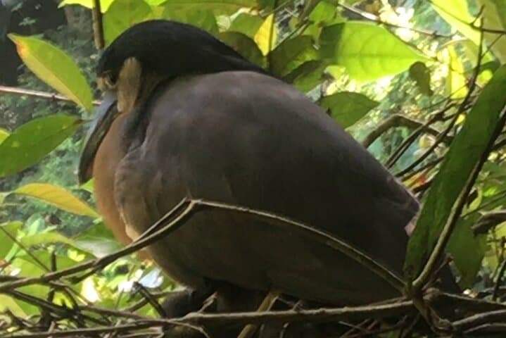 Multilingual Canoe Tour in Tortuguero National Park: Guided Wildlife and Canal Exploration photo 5