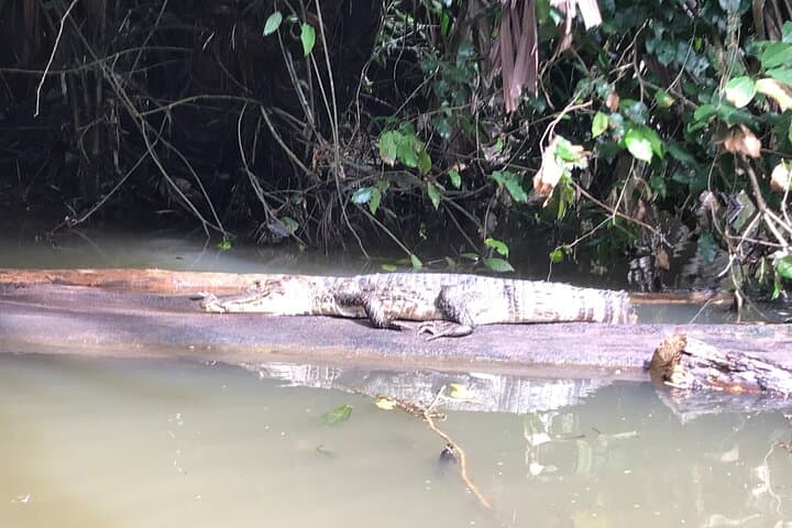 Multilingual Canoe Tour in Tortuguero National Park: Guided Wildlife and Canal Exploration photo 6