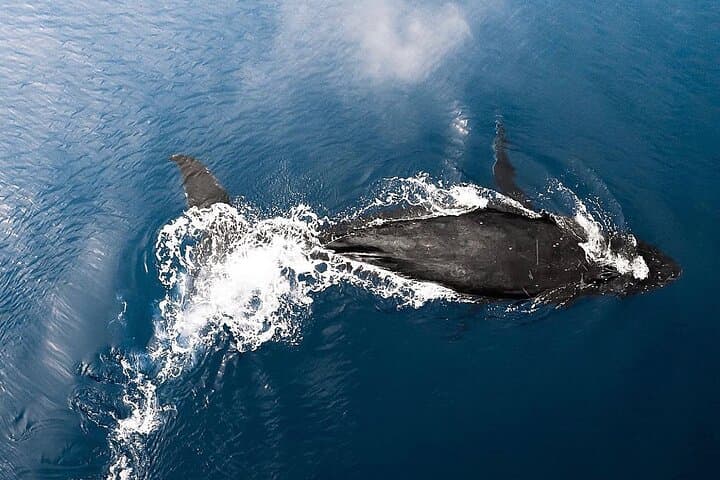 Private Whale Watching Tour from Haleiwa — Humpbacks & Marine Life photo 2