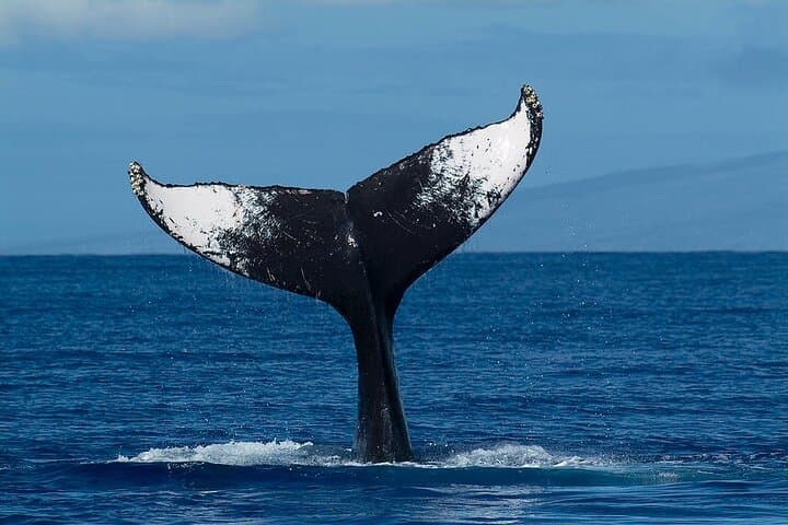 Private Whale Watching Tour from Haleiwa — Humpbacks & Marine Life photo 3