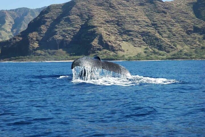 Private Whale Watching Tour from Haleiwa — Humpbacks & Marine Life photo 4