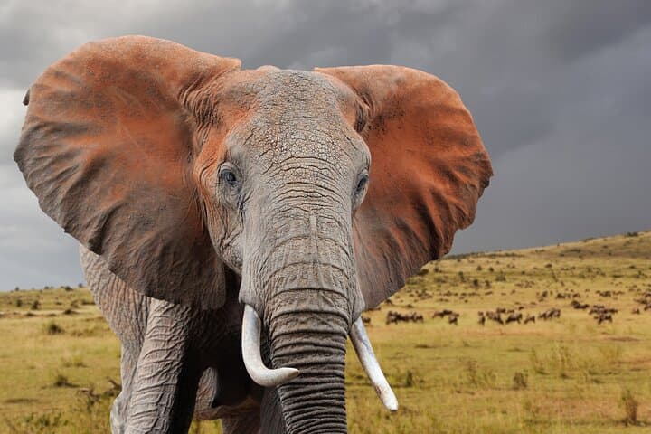 4-Day Masai Mara & Lake Nakuru Safari: Big Five and Flamingo Lakes