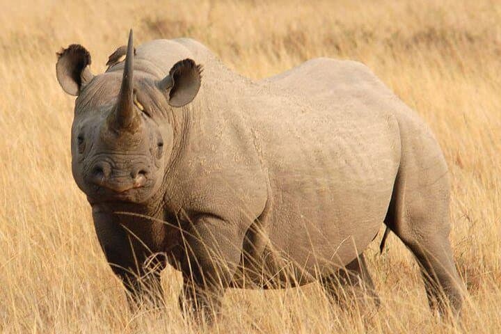 4-Day Masai Mara & Lake Nakuru Safari: Big Five and Flamingo Lakes photo 2