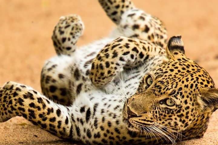 4-Day Masai Mara & Lake Nakuru Safari: Big Five and Flamingo Lakes photo 3