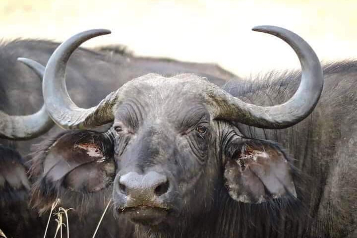 4-Day Masai Mara & Lake Nakuru Safari: Big Five and Flamingo Lakes photo 4