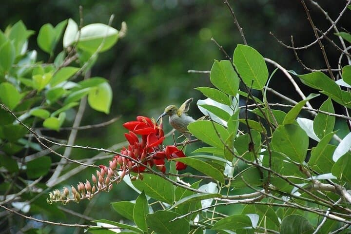 Half-Day Langkawi Rainforest Trekking: Guided Walk Through 500-Million-Year-Old Jungle photo 3