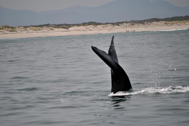 Hermanus Whales and Wine: Full-Day Private Tour on Clarence Drive photo 4