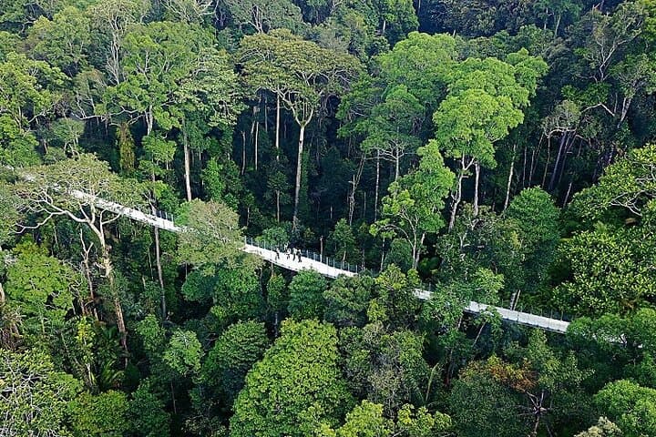Panoramic Penang Hill & The Habitat: Canopy Bridges, 360° Views & Rainforest Trails photo 3